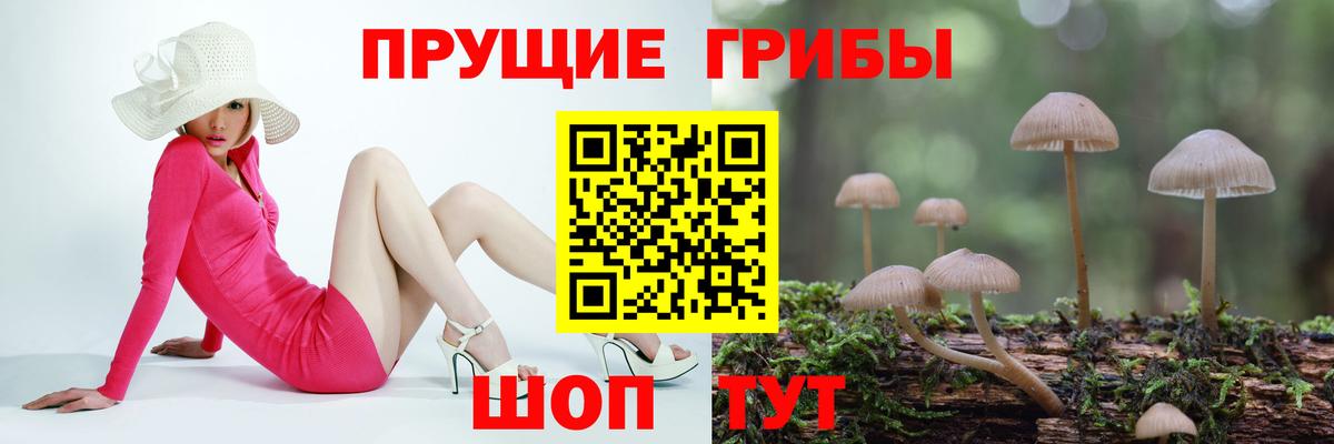 Галлюциногенные грибы Psilocybe  Вход с VPN  Сибай  Псилоцибиновые грибы Psilocybe 